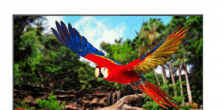 Haier India Launches AI-enabled Android LED TVs Range