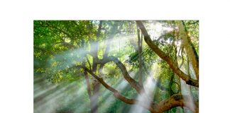 Screens Over 75-inch Fastest Growing Segment in the Market: Samsung America